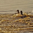 Enten