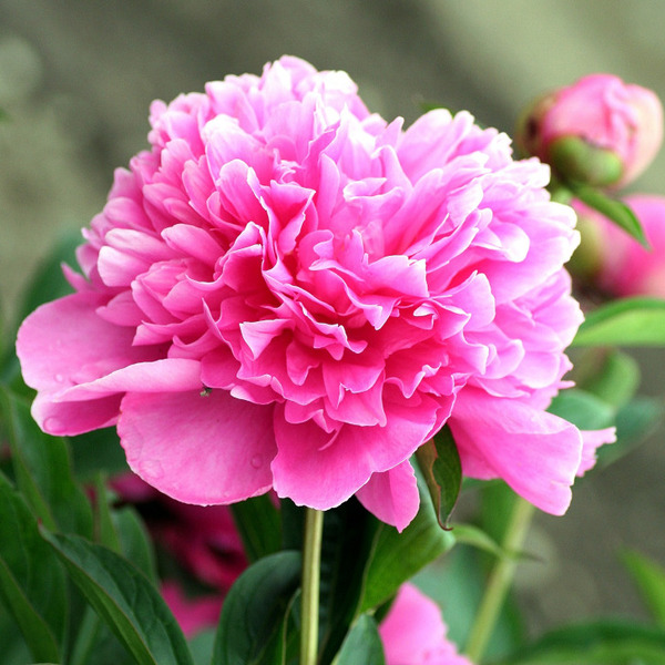 Blumenschmuck