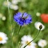 cornflowers